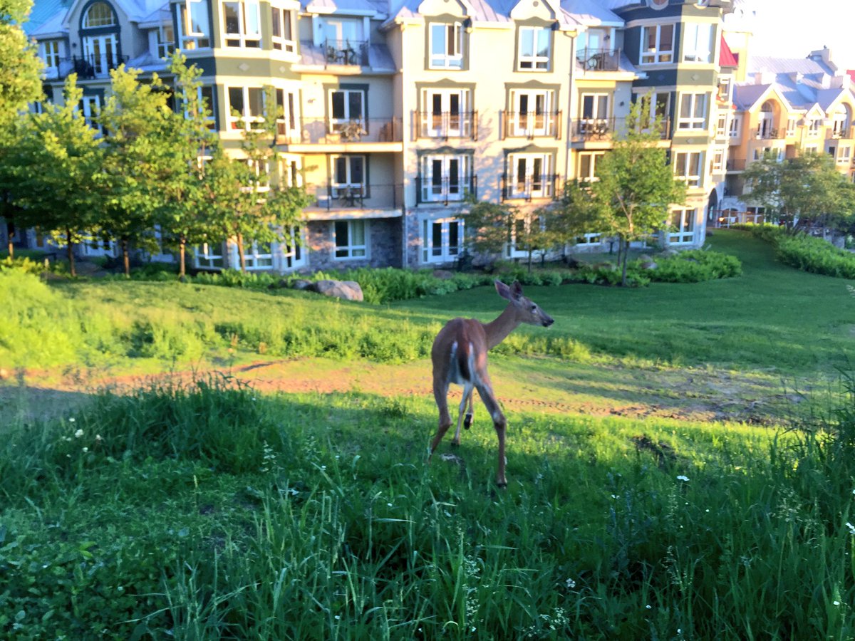 Ahhhh... Spotted in @MontTremblant this morning. https://t.co/2KiOdQowCm