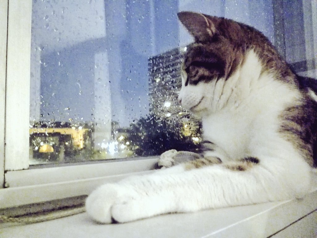 BengalDu's tweet photo. "Rain, I don't mind, Shine, the weather's fine" (8) - I love the Beatles. Humans are good at music, sometimes 😂 #CatsOfTwitter #rain # music https://t.co/GnBCY19p8p