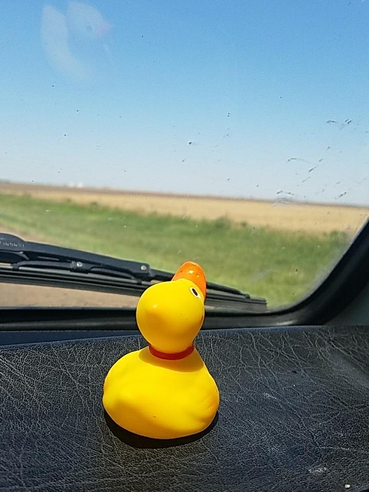 coteriesband's tweet image. Ducky admiring the never ending plains of Kansas #ducky