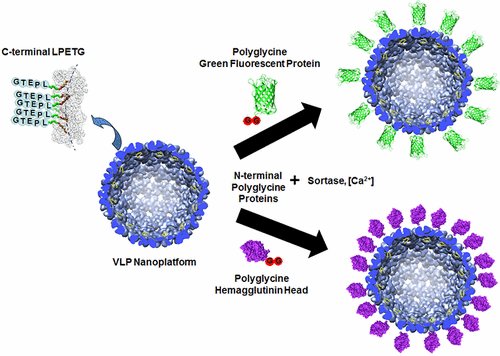BioconjChem's tweet image. #Sortase-mediated ligation applied to the exterior modification of the #bacteriophage P22 virus-like particle. acspubs.co/gObN30du0MF