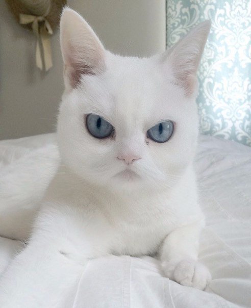 DEZFuHAXgAAtRvI.jpg:small