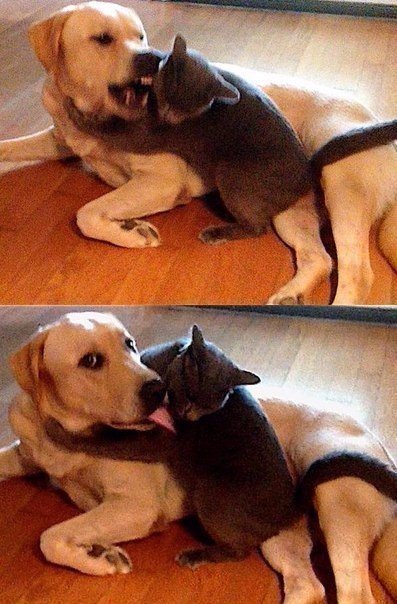 DEZOGJ8XsAABEBl.jpg:small