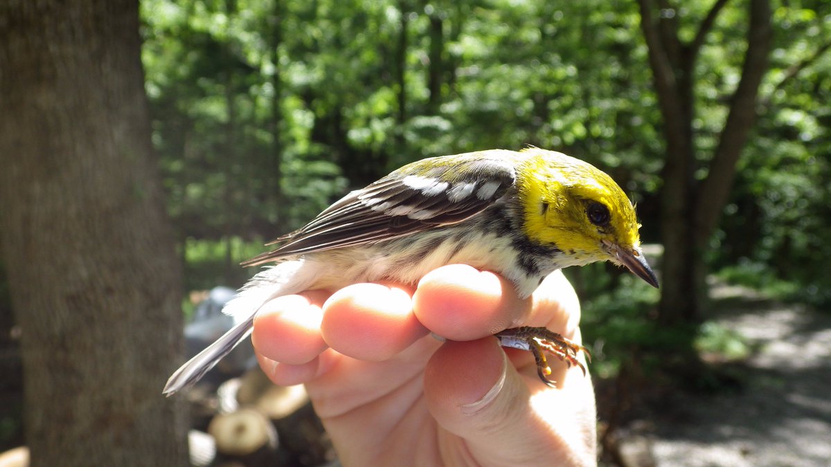 gsmitremont's tweet photo. Join us Thursday, July 13th, 8am - Noon for Bird Banding! @GreatSmokyNPS 
https://t.co/8MocdhYJmo https://t.co/pggp6L33DI