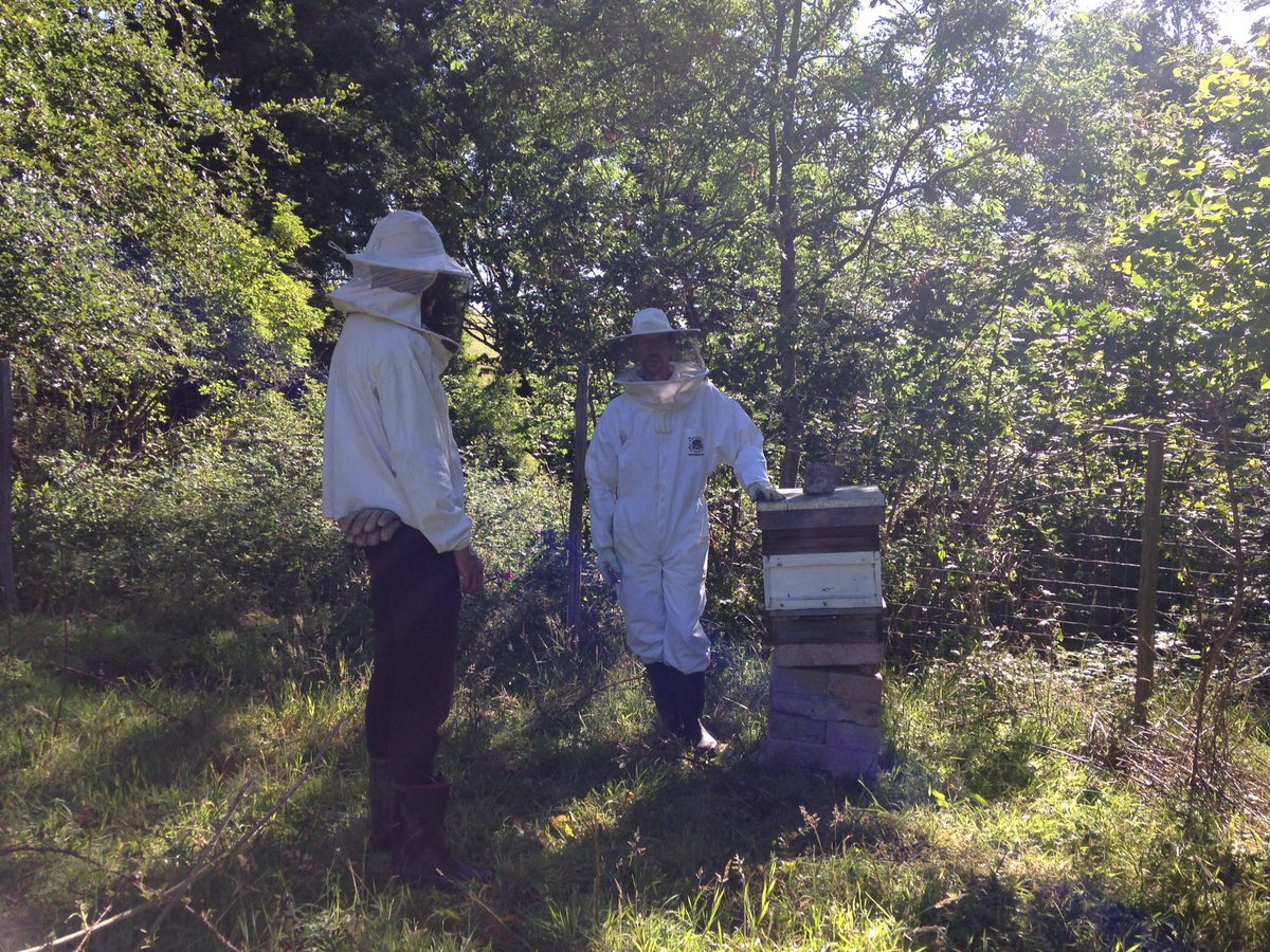 We're excited to welcome a new colony of 🐝🐝 to the farm and they've been swarming locally. Let's hope they like their new home #beesneeds