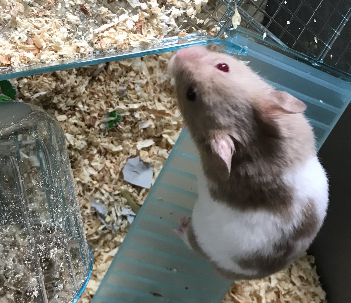 HmstrKenzie's tweet photo. Hi there, I'm little Kenzie The official @LearningTutor company mascot & office sidekick #HamsterKenzie ๐น๐ #LearningTutorUK https://t.co/IXgTrInTbC