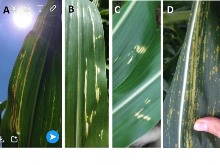 ISUCropNews's tweet photo. Bacterial Leaf Streak lookalikes https://t.co/NiYy5abiaJ https://t.co/DpachSiNlQ