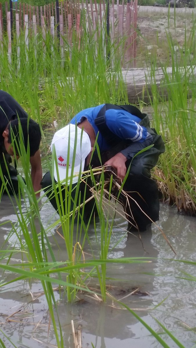 TRCA_TTP's tweet photo. Let's get planting! Conservation Youth Corp had a great start to their week! #TRCACYC #CYCT.O. #wetlands #stewardship #cattails @crosslinx https://t.co/Kgssg31hGL