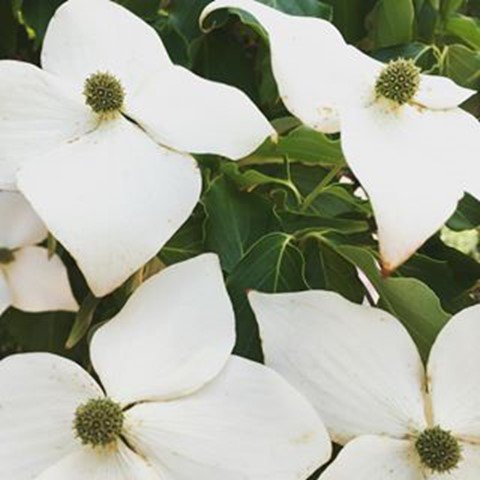 RROADSus's tweet image. New Historical : The House of the Seven Gables at RROADS.us. See what is new! RROADS.us/LocInfo/Detail…