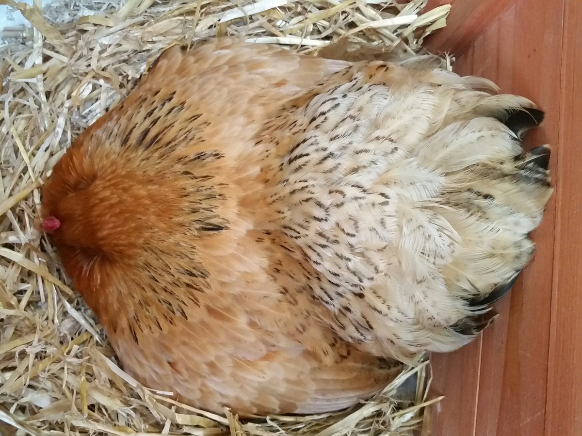 Kunnen kippen dood broeden? - - Kippenforum.nl