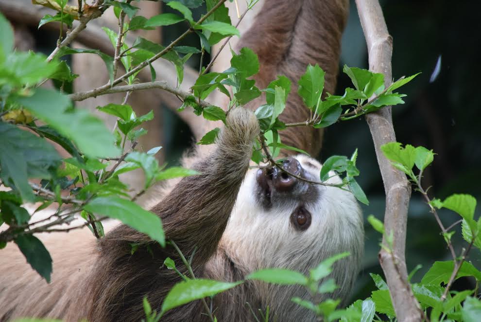 rios_tropicales's tweet photo. #happymonday #savetheamericans #morethanrafting #riostropicales #pacuareriver #sloth #costarica https://t.co/LCVaIL7ZJA https://t.co/AthGnIzBwJ