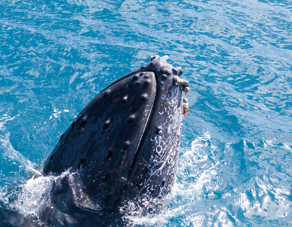 oceana's tweet photo. Tell #Congress: Keep our coastal communities safe from offshore oil exploration. Say NO to seismic airgun blasting! https://t.co/bonQ63aGjR https://t.co/tTrfJpjAUj