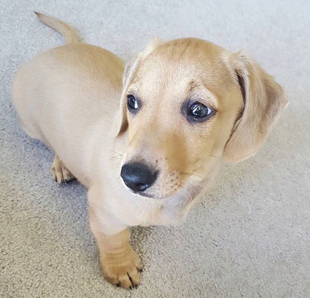 DachshundAu's tweet photo. To illustrate Ann's point, compare this with the pix his mum Chantelle took b4 &amp; later.
Gosh - isn't their body language incredible? 
Fi https://t.co/dtZP8AjpAY