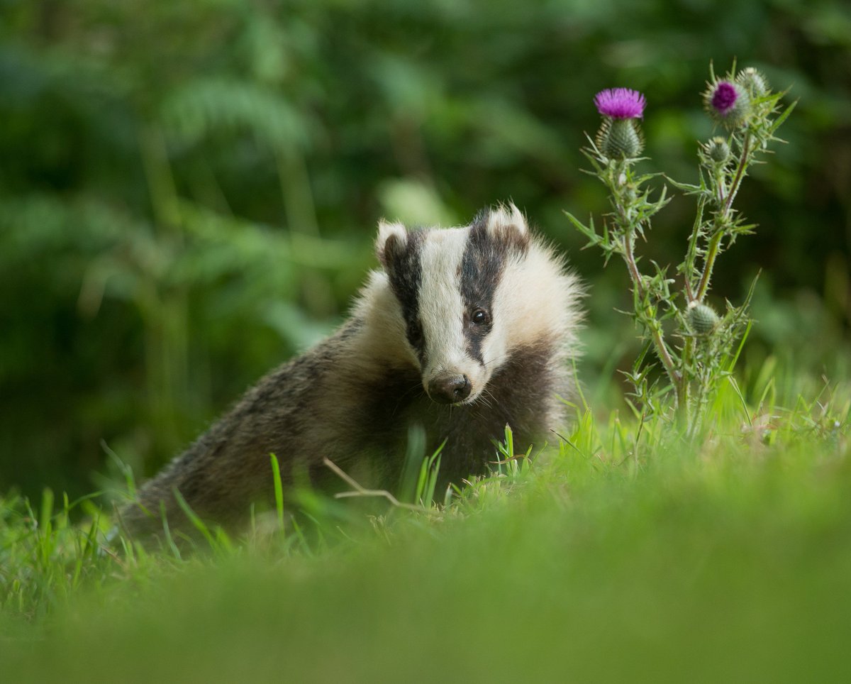 Badger 10/07/2017 to book email info@photographyhides.co.uk Emerge from around 5pm £80pp    scottishphotographyhides.co.uk