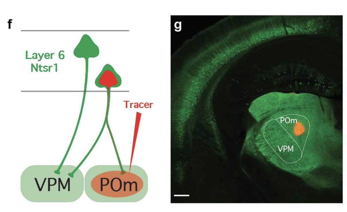 Kavli NDI Hopkins (@hopkinskavli) on Twitter photo <a href="/loyalgoff/">Loyal Goff</a> & Solange Brown <a href="/HopkinsMedicine/">Johns Hopkins Medicine</a> new findings on neuronal identity & transcriptional heterogeneity kavlijhu.org/news/14 <a href="/loyalgoff/">Loyal Goff</a> & Solange Brown <a href="/HopkinsMedicine/">Johns Hopkins Medicine</a> new findings on neuronal identity & transcriptional heterogeneity kavlijhu.org/news/14