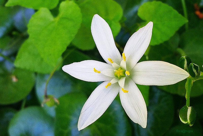 Flora nigra tweet media