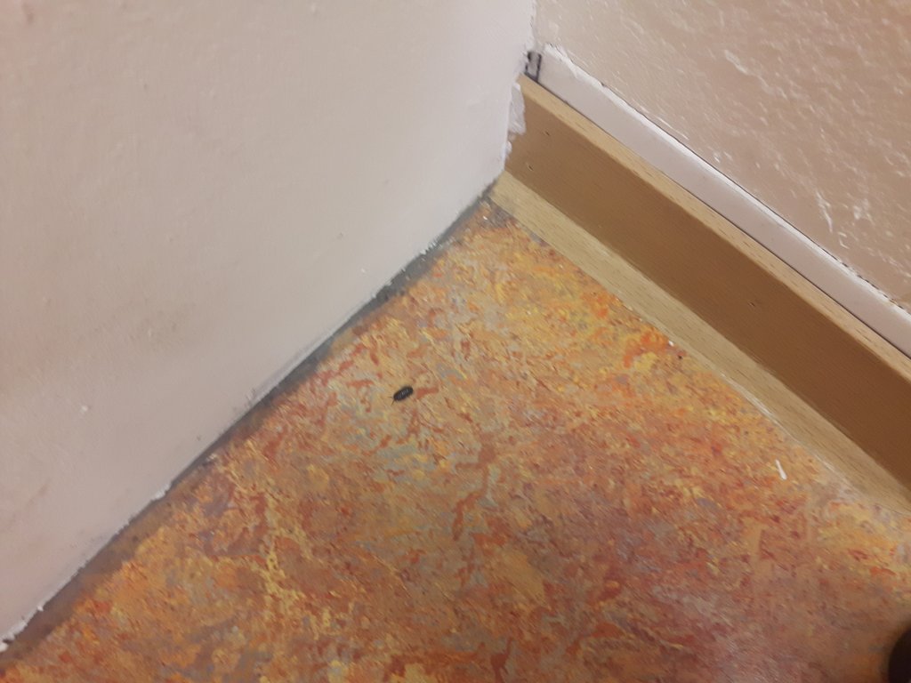 jetdejong's tweet image. Tegenwoordig ook pissebedden op bezoek in #slingeland # ziekenhuis 🤔🤔