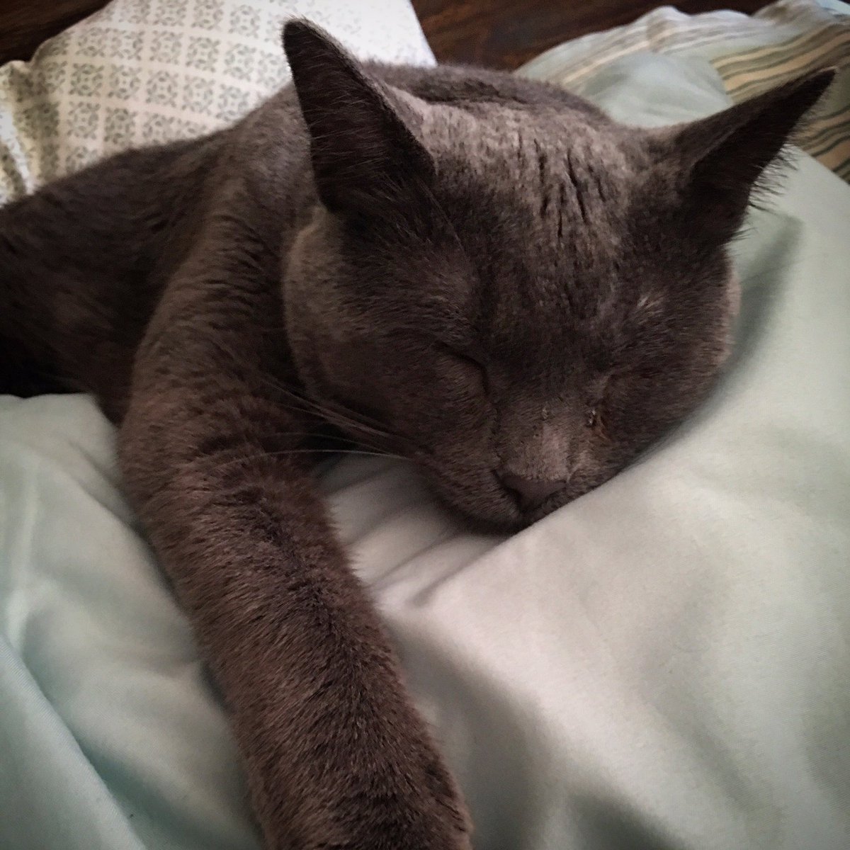 SneezyMonster's tweet photo. Nap before bed. #MeowLife #ChompLife https://t.co/CODj9WQJvC