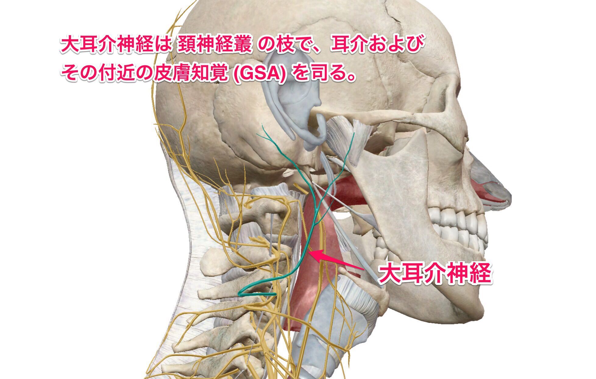かずひろ先生 なるほど解剖学 در توییتر 大耳介神経は 神経 の枝で 耳介およびその付近の皮膚知覚 Gsa を司る 答え 大耳介 神経は 頚神経叢 の枝で 耳介およびその付近の皮膚知覚 Gsa を司る T Co Avurlhnzng かずひろ先生 なるほど解剖学 در توییتر 大耳介神経は 神経 の枝で 耳介およびその付近の皮膚知覚 Gsa を司る 答え 大耳介 神経は 頚神経叢 の枝で 耳介およびその付近の皮膚知覚 Gsa を司る T Co Avurlhnzng