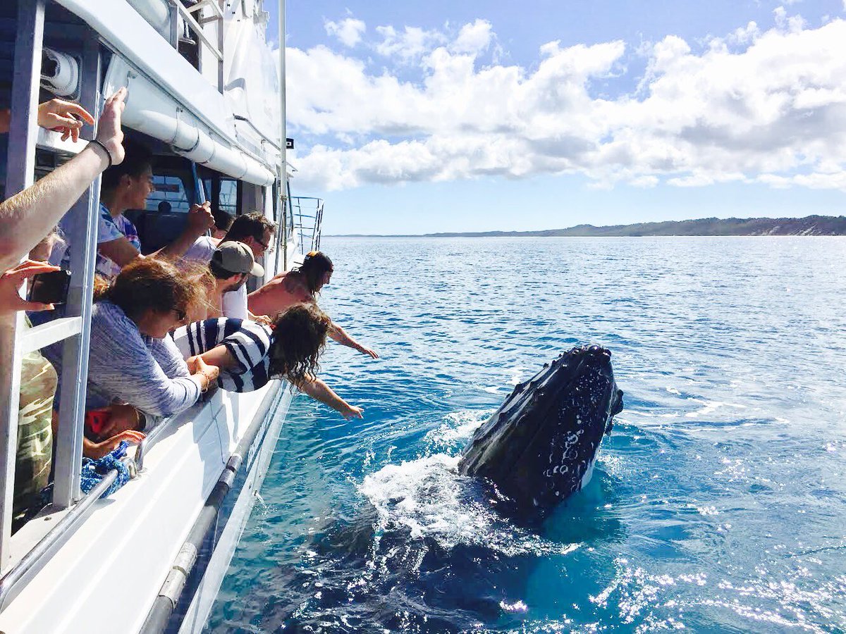 Tasmanventure's tweet photo. A fantastic day @FraserCoastQLD! Whales were very keen to check us out, displaying 'mugging' behaviour #thisisqueensland #seeaustralia https://t.co/eGQD9EZxgu