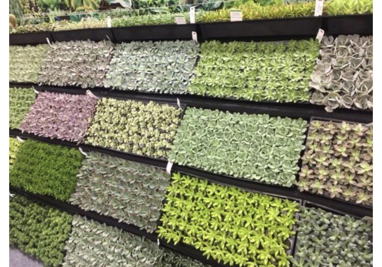 LocalPlantPro's tweet image. When you have to stop and take in the succulent wall 😍
 #cultivate17