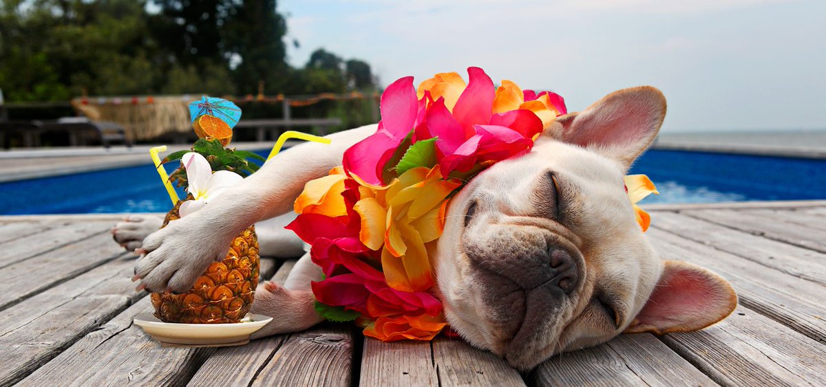 YRMNetwork's tweet photo. No to #worldemojiday what about #dogvacationday? Owners on a luxury yacht enjoying the @saltlife and I am here looking like...well you see.. https://t.co/DaXdyYauJM