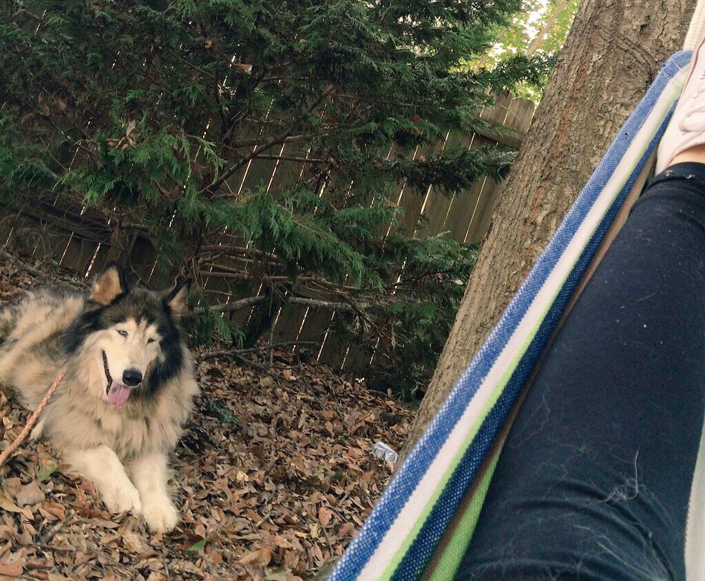 sierraablakeee's tweet photo. rest in peace titan, i love you💗 https://t.co/27Cy9edXPt