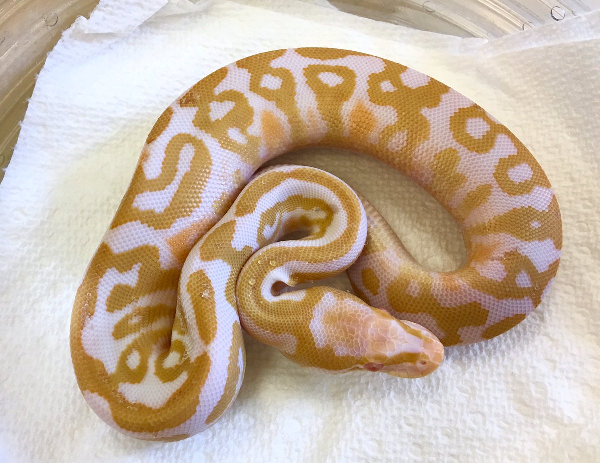 爬虫類ショップ マニアックレプタイルズ アルビノボールパイソン で有名なモートンおじちゃんの所にも行ってきました 孵化器を使用せずにメスに抱擁させたままという原始的な産ませ方で有名ですね ベストハイコンアルビノを使ったレオパード半端ない