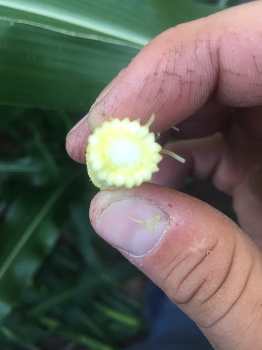 Quentin Shieldknight (@qshieldknight) on Twitter photo Channel 217-41 18x50 potential channel 214-00 20x50 potential. Powered by Agroliquid Fertilizer <a href="/ChannelSeed/">Channel Seed</a> @Channel_SW <a href="/AgroLiquidAgron/">AgroLiquid Agronomy</a> Channel 217-41 18x50 potential channel 214-00 20x50 potential. Powered by Agroliquid Fertilizer <a href="/ChannelSeed/">Channel Seed</a> @Channel_SW <a href="/AgroLiquidAgron/">AgroLiquid Agronomy</a>