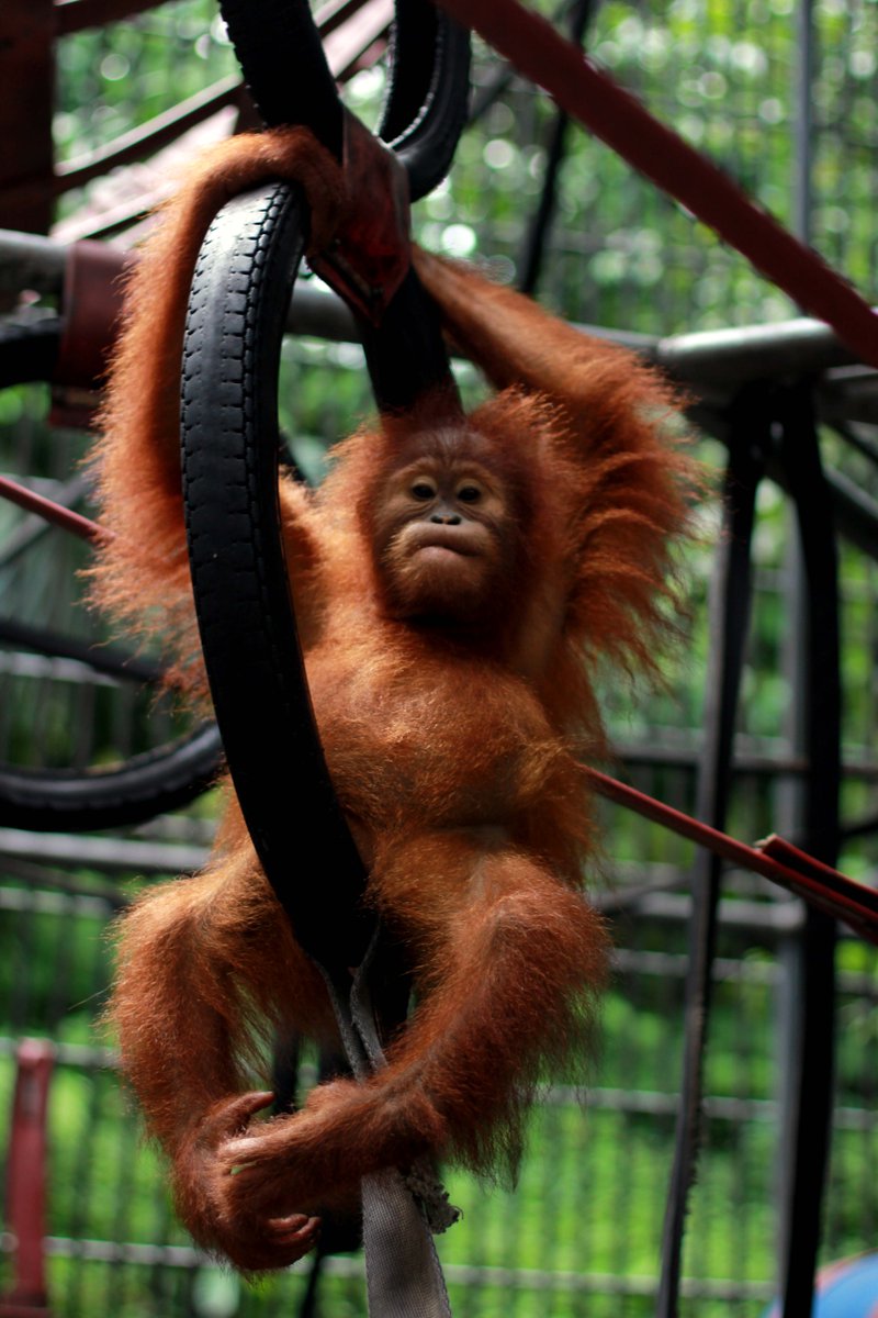 paneco_ch's tweet photo. :-) Happy Tuesday #Hangloose #avoidpalmoil #conflictpalmoil #sumatra https://t.co/Fywj027NjU