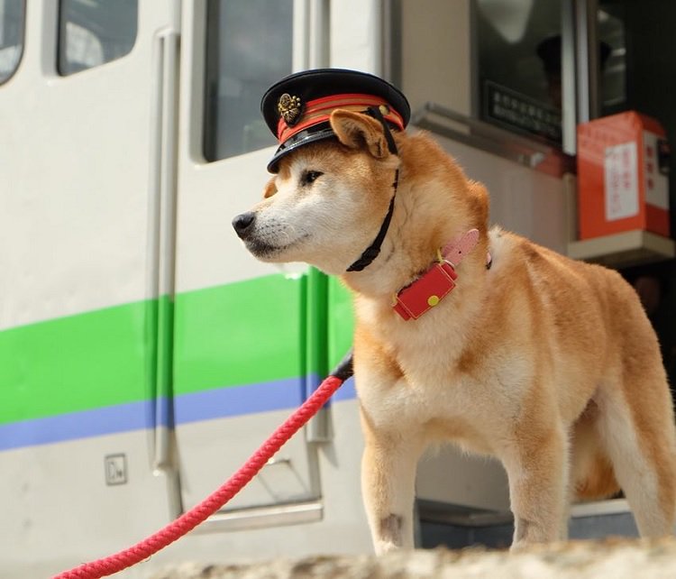 jpcostume's tweet photo. Meet Lala, the Sweet Stationmaster in Hokkaido That Happens to Be a Dog! - Japan Info https://t.co/c6IisvWVhf #news https://t.co/KkcGYjdrrE