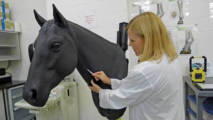 CVEWC's tweet photo. Researchers Use Conceptual Models To Improve Equine Welfare In Veterinary Teaching https://t.co/qtWkBTQCrJ https://t.co/cWMgEuSC2P