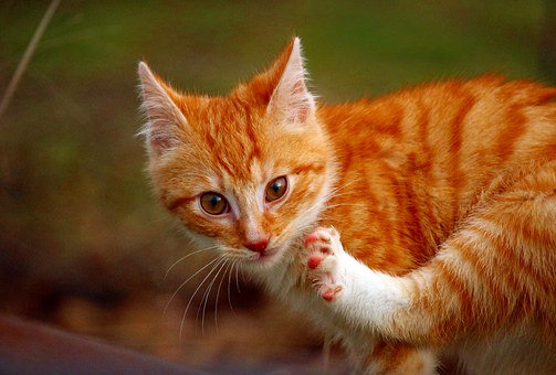 petcaregurus's tweet photo. Grooming Your Cat https://t.co/iEDQTOKfug
#grooming #pets #cats https://t.co/VT6Ae2hVco