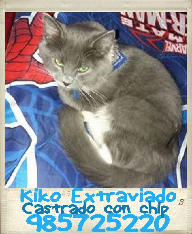 #PuntaArenas #puq KIKO extraviado 😟 985725220 <a href="/picadaspuq/">Datos Puq</a> <a href="/Animalperdidocl/">Mascotas Perdidas</a> <a href="/MascotasCl/">buscando mascotas</a> <a href="/RadioMagallanes/">Radio Magallanes</a> <a href="/radiopdteibanez/">Presidente Ibañez</a> <a href="/pinguinodiario/">Pingüino Multimedia</a> RT