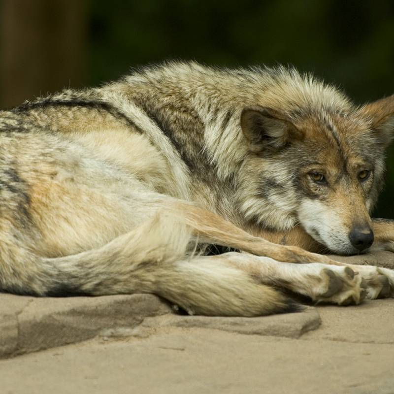 El lobo mexicano: La historia de lo que una vez fue el vigilante de las montañas | <a href="/Cecy_BArce/">Cecilia Borja</a> bit.ly/2txtA6d