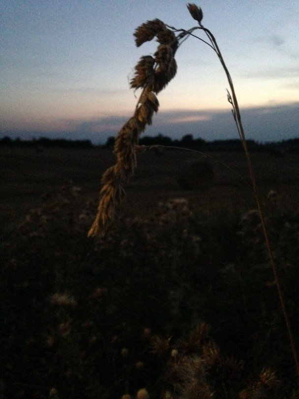 TreeFixMnml's tweet image. 