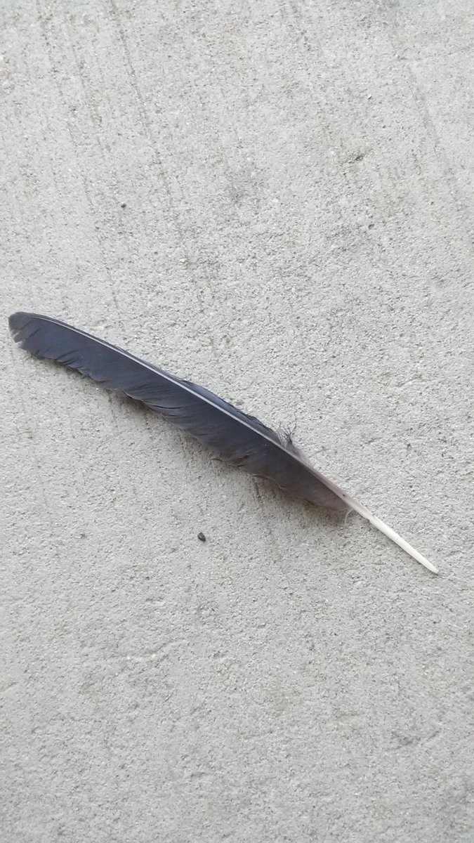 grumpyKarkat's tweet image. Did you drop this, @crowsxblood ?