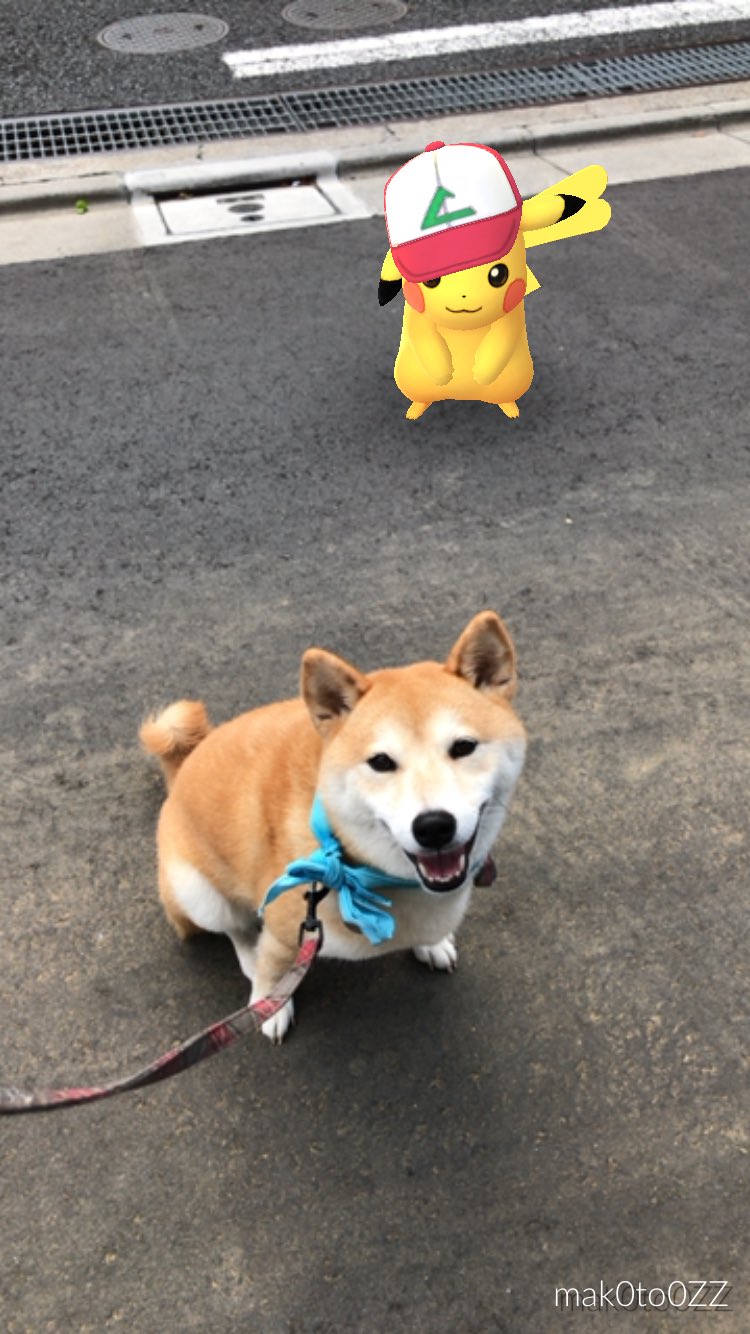 柴犬のモモ 本日のハイライト ポケモンgo ピカチュウ Pikachu Pokemongo 柴犬 愛犬 犬 Shibainu Shibadog Cute Kawaii T Co K0no8lhzq4 Twitter 柴犬のモモ 本日のハイライト ポケモンgo ピカチュウ Pikachu Pokemongo 柴犬 愛犬 犬 Shibainu Shibadog Cute Kawaii T Co K0no8lhzq4 Twitter