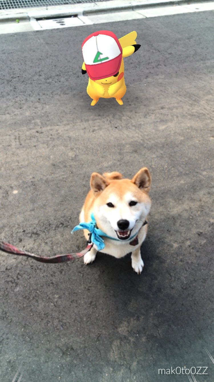 柴犬のモモ 本日のハイライト ポケモンgo ピカチュウ Pikachu Pokemongo 柴犬 愛犬 犬 Shibainu Shibadog Cute Kawaii T Co K0no8lhzq4 Twitter