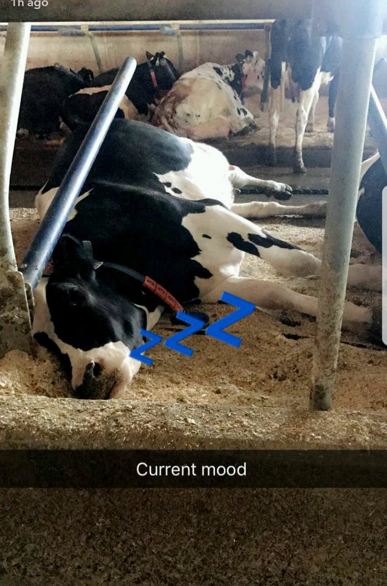 Tag your significant other who hogs the bed like this.. #nightnight #mondays <a href="/AGRiPROM_nl/">AGRiPROM</a> <a href="/AlbertaMilk/">Alberta Milk</a>  (ft. <a href="/GongShowMeilink/">Johnny</a> 's happy cows)