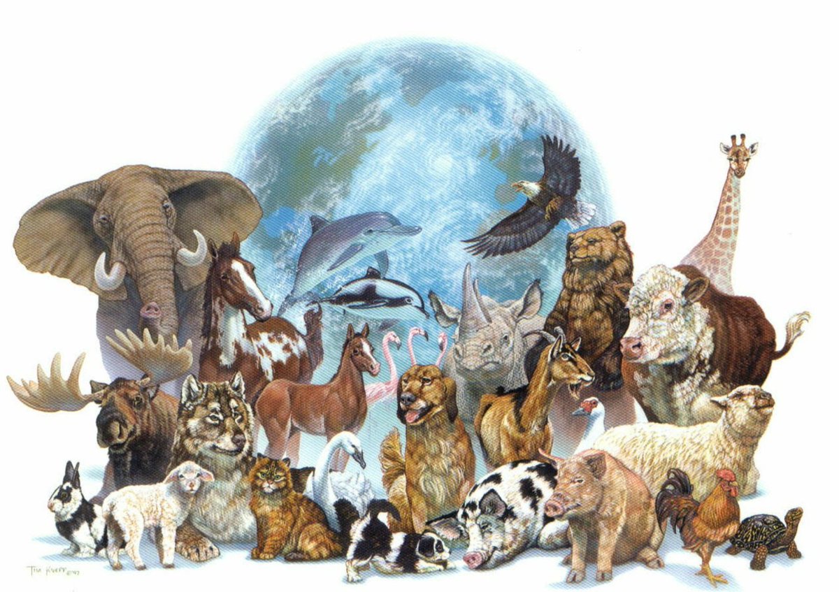 Wife of the president, Mrs Aisha Muhammadu Buhari has vindicated the leader of IPOB, Mr Nnamdi Kanu who has always insisted that Nigeria is a zoo.