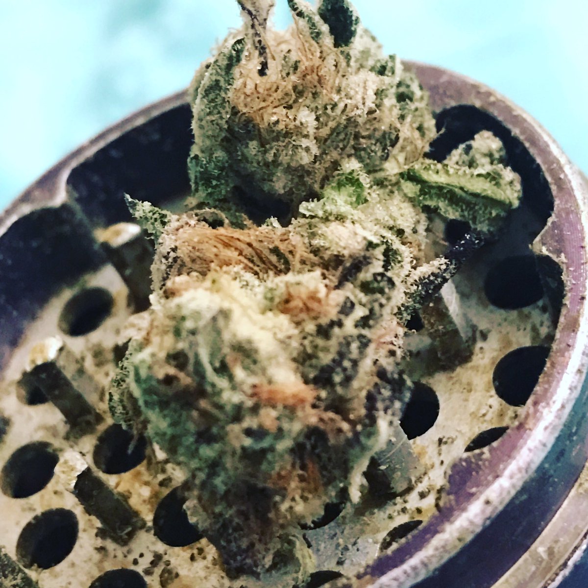 This mornings shenanigans! 💚🍁💨✌🏽
#Buzzedlife #BeInspired #BeGreat #BeYOU