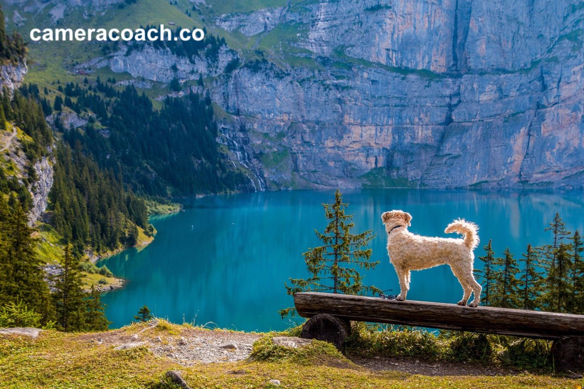 Camera Coach DM (@cameracoach4dm) on Twitter photo 