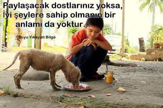 Бездомные животные. Животные помогают людям. Детям о бездомных животных. Почему человек помогает животным. Почему человек помогает животным.