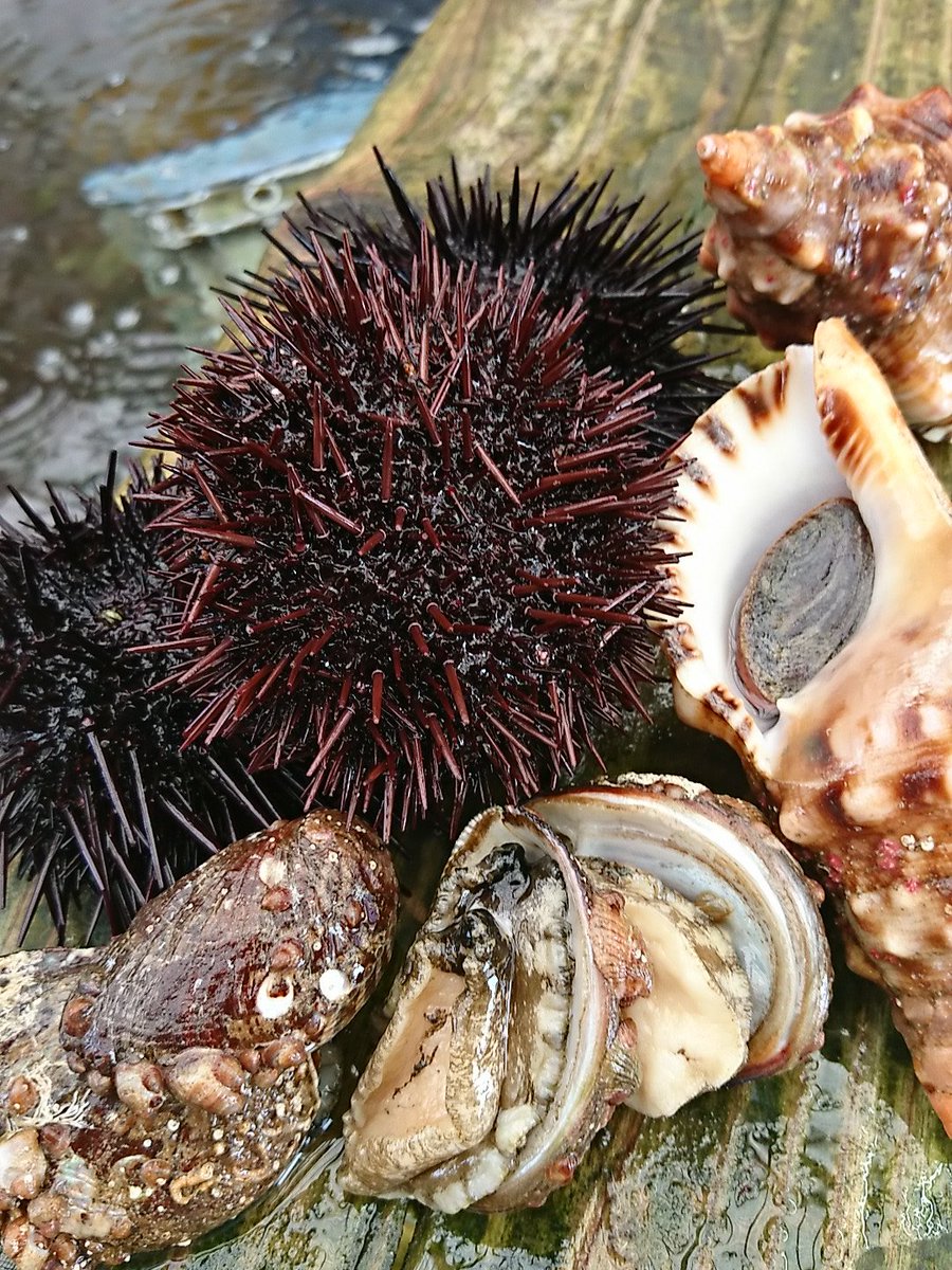 寿司 ウニの種類や産地を解説 本物のウニ ハマちゃんによる鮨のトリセツ