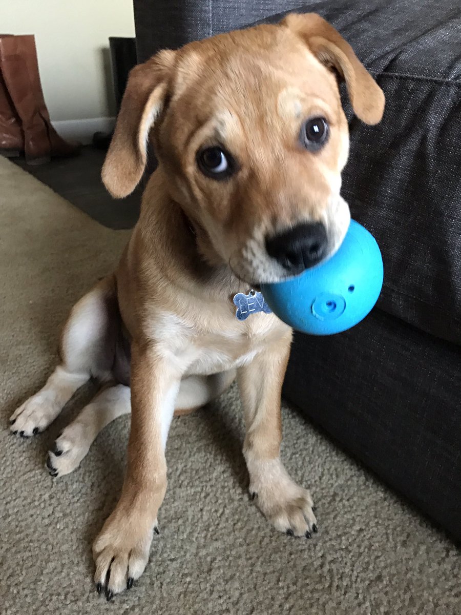 WendyNotWhitney's tweet photo. @PAIGELOWARY Little Levi! 3 months -> 8 months 🐾 https://t.co/rW39GAmHcM