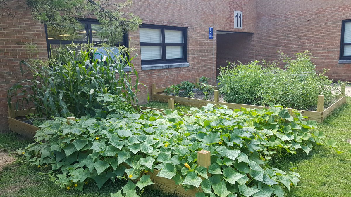 Knee high by the 4th of July...way to go <a href="/HolmesMS_FCPS/">Holmes MS-FCPS</a> 🌽🍅🌶The kids will be thrilled when they see how their efforts have paid off!