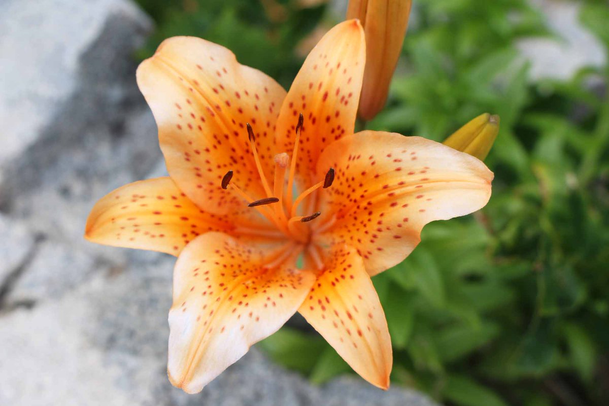 ふだいfan はまゆり咲く普代 普代浜に行くとたくさんのはまゆりが咲いていました はまゆりは海岸や崖 岩場に咲きます キレイなオレンジ色のはまゆりと青い海 最高のコラボレーション 是非普代村にお越しください 普代 はまゆり 普代浜 海 ふだいfan はまゆり咲く普代 普代浜に行くとたくさんのはまゆりが咲いていました はまゆりは海岸や崖 岩場に咲きます キレイなオレンジ色のはまゆりと青い海 最高のコラボレーション 是非普代村にお越しください 普代 はまゆり 普代浜 海