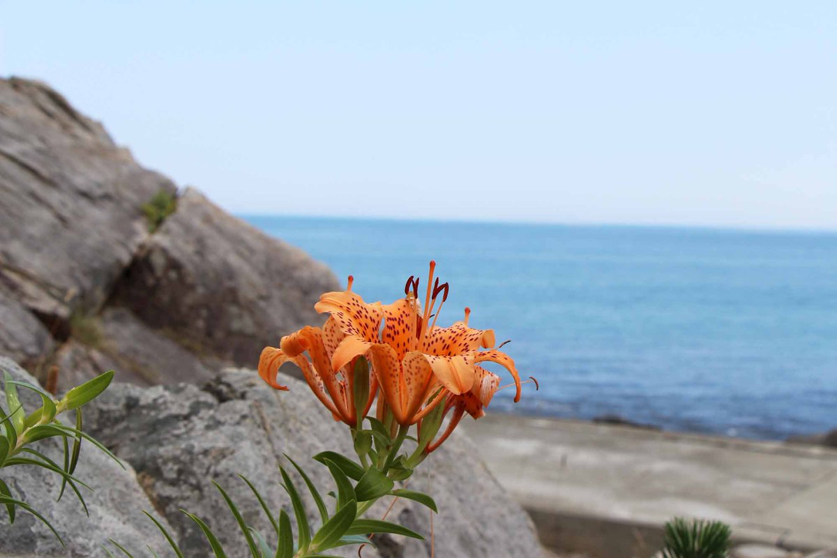 ふだいfan はまゆり咲く普代 普代浜に行くとたくさんのはまゆりが咲いていました はまゆりは海岸や崖 岩場に咲きます キレイなオレンジ色のはまゆりと青い海 最高のコラボレーション 是非普代村にお越しください 普代 はまゆり 普代浜 海 ふだいfan はまゆり咲く普代 普代浜に行くとたくさんのはまゆりが咲いていました はまゆりは海岸や崖 岩場に咲きます キレイなオレンジ色のはまゆりと青い海 最高のコラボレーション 是非普代村にお越しください 普代 はまゆり 普代浜 海
