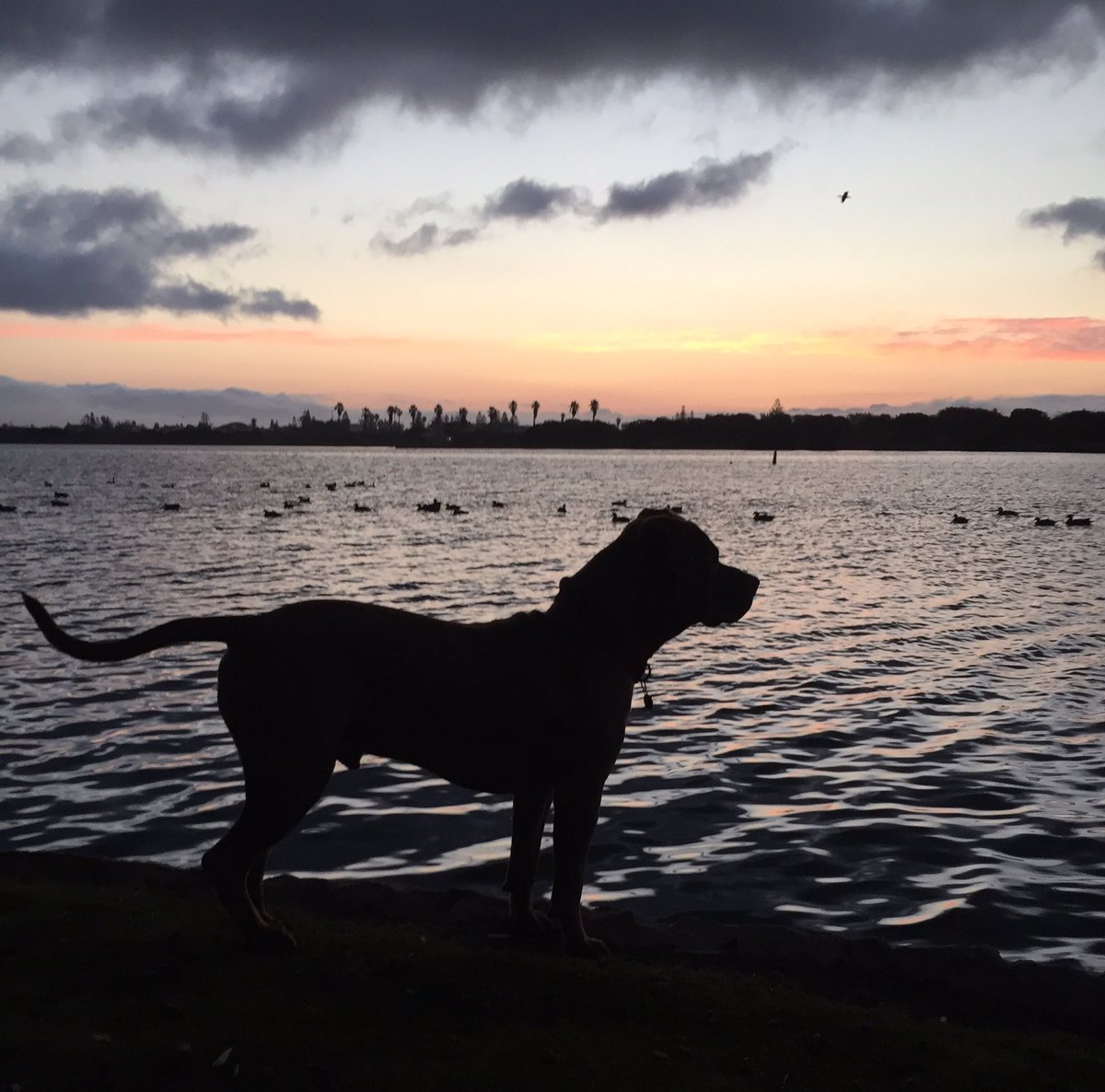 Up for an early morning walk. Waiting for the sun to rise. #wheredogsrunfree #sunrise #lovecapetown