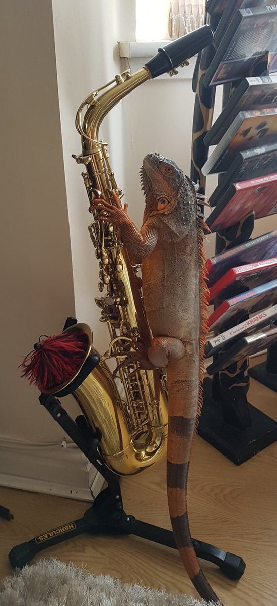 WeRateLizards's tweet image. smooth jazz for the soul 🎷 18/10